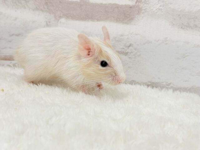 🌿🐭デグーフェア🥜始まるよー!!! 説明画像です