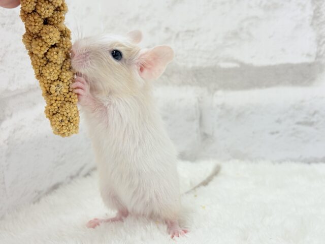 🌿🐭デグーフェア🥜始まるよー!!! 説明画像です