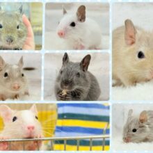 【延長決定！！！】🌿🐭デグーフェア🥜始まるよー！！！