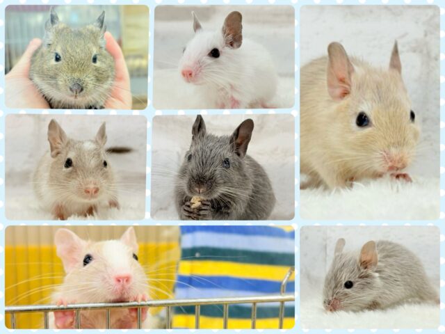 🌿🐭デグーフェア🥜始まるよー!!! 🌿🐭デグーフェア🥜始まるよー!!!