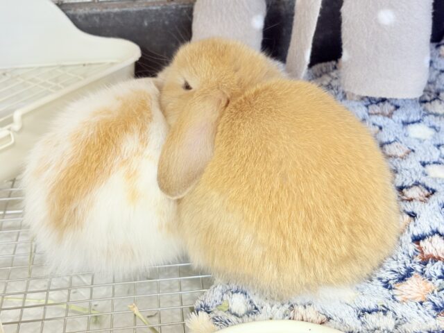 ホーランドロップ