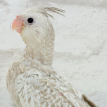 【最新画像更新🪄】おめめきらきら✨素敵な羽模様🐣🫧オカメインコ(WFシナモンパール) ヒナ