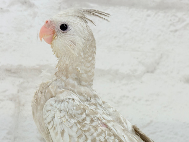 【最新画像更新🪄】おめめきらきら✨素敵な羽模様🐣🫧オカメインコ(WFシナモンパール) ヒナ