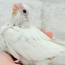 【最新画像更新🪄】未来が楽しみ♬*°うぶうぶちゃん🐣💗オカメインコ(ピュアホワイト) ヒナ