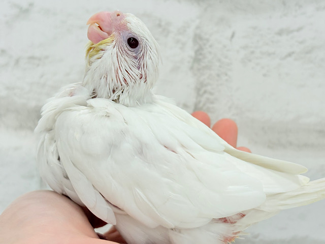 【最新画像更新🪄】未来が楽しみ♬*°うぶうぶちゃん🐣💗オカメインコ(ピュアホワイト) ヒナ 【最新画像更新🪄】未来が楽しみ♬*°うぶうぶちゃん🐣💗オカメインコ(ピュアホワイト) ヒナ