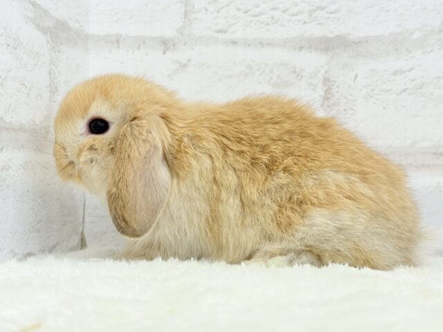 ホーランドロップ