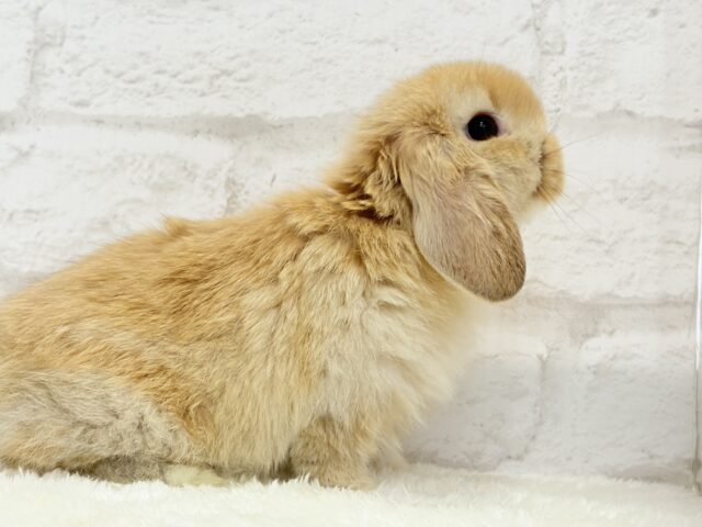 ホーランドロップ