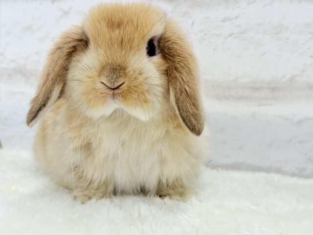 ホーランドロップ