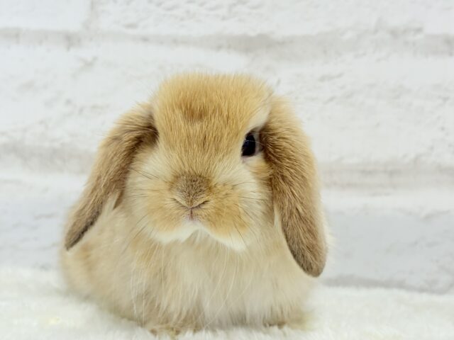 ホーランドロップ