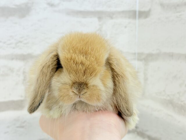 ホーランドロップ