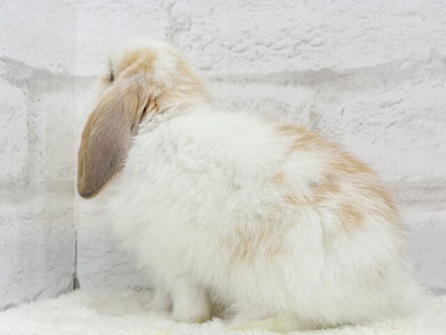 ホーランドロップ