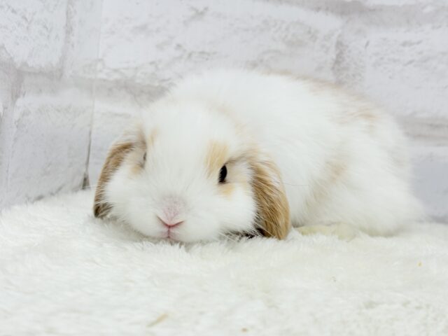 ホーランドロップ