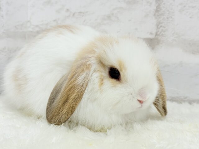 ホーランドロップ