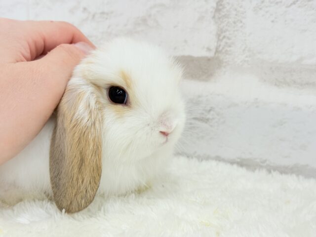 ホーランドロップ