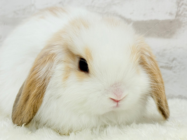 ふわふわマシュマロちゃん🐰🍬ホーランドロップ(オレンジブロークン) 女の子