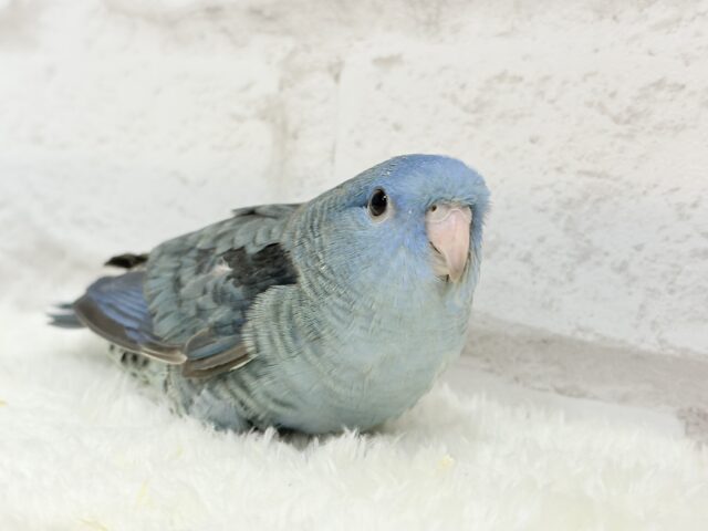 サザナミインコ