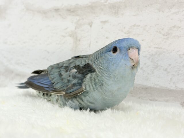 サザナミインコ