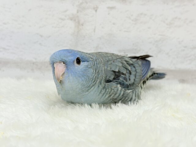 サザナミインコ