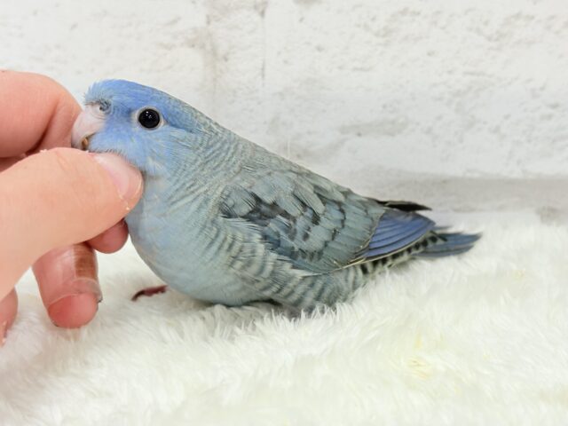 サザナミインコ