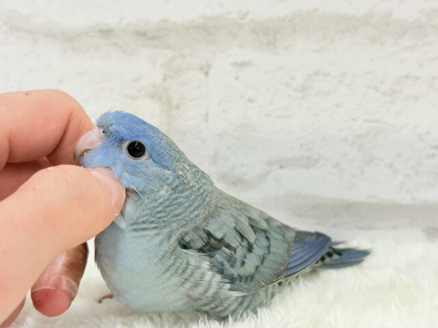 サザナミインコ