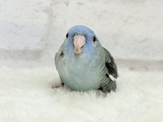 サザナミインコ