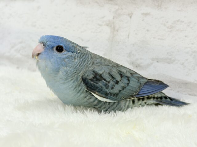 サザナミインコ