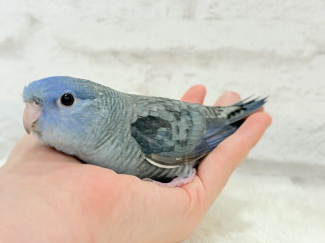 サザナミインコ