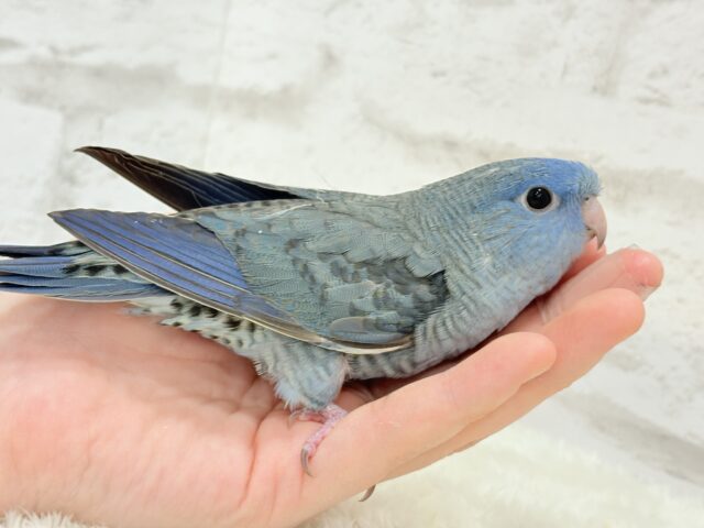 サザナミインコ