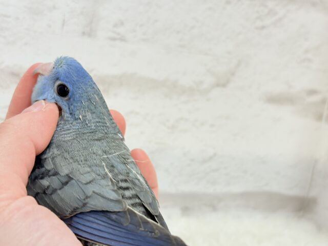 サザナミインコ