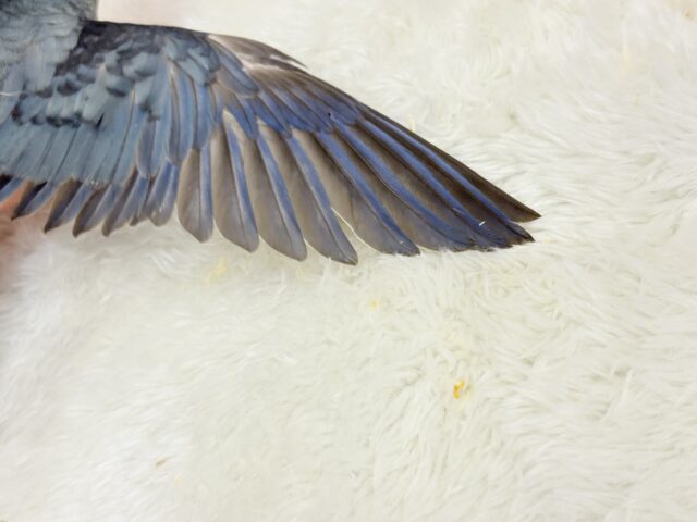 サザナミインコ