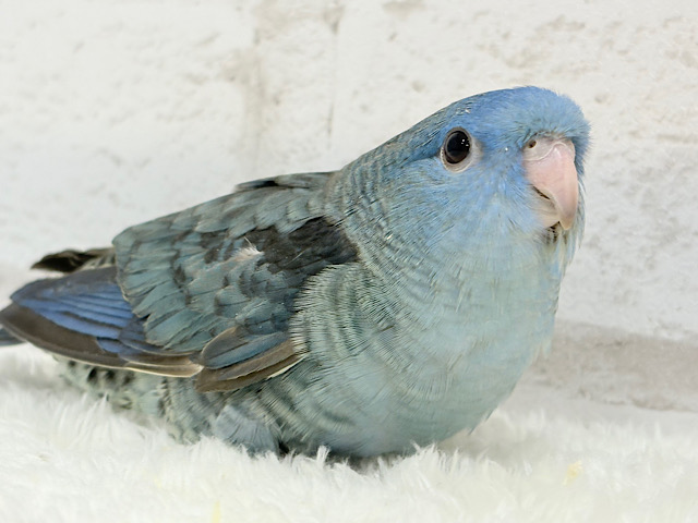 広くて深い海みたい🐣🌊サザナミインコ(コバルト) ヒナ