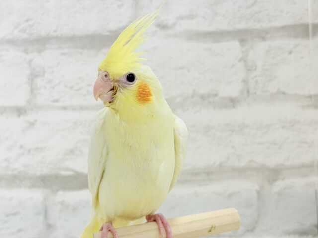 オカメインコ