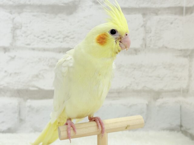 オカメインコ