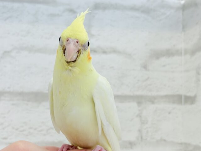 最新画像更新🪄もうすぐひとり餌‪☆】もこもこちゃん🐣💭オカメインコ‬