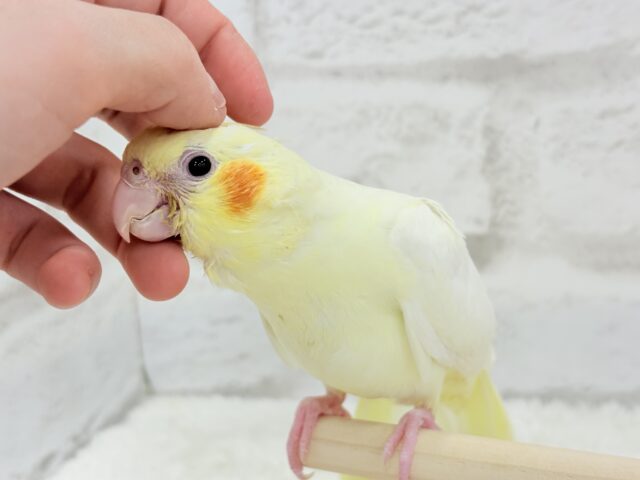 オカメインコ