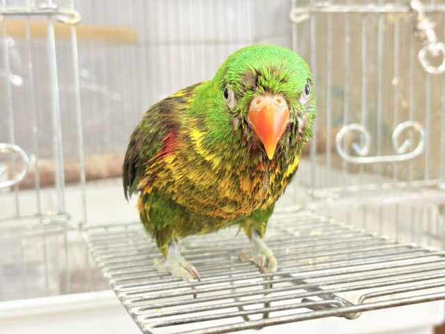 コセイガイインコ