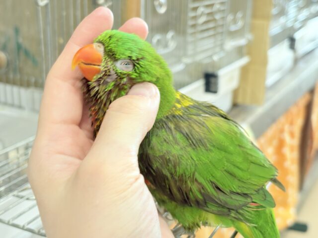 コセイガイインコ