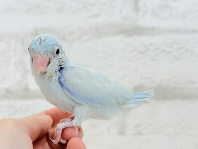 【最新画像更新🪄もうすぐひとり餌☆】アイスブルーの輝き🐣❄️マメルリハ(アメリカンホワイト) ヒナ 男の子 マメルリハ