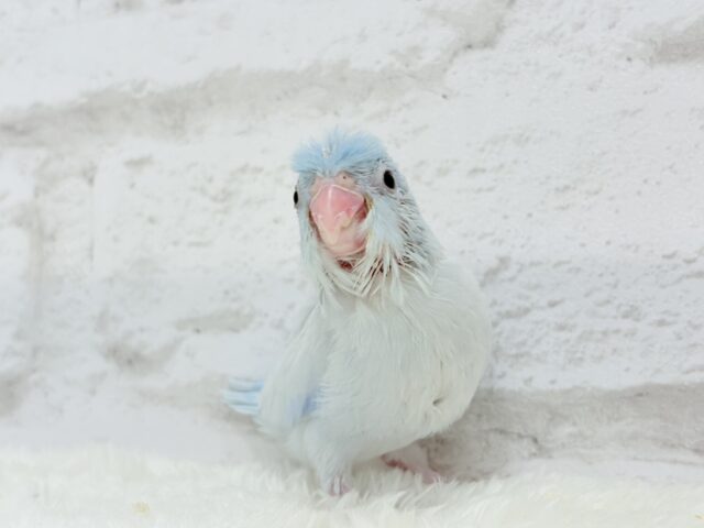 【最新画像更新🪄もうすぐひとり餌☆】アイスブルーの輝き🐣❄️マメルリハ(アメリカンホワイト) ヒナ 男の子 マメルリハ