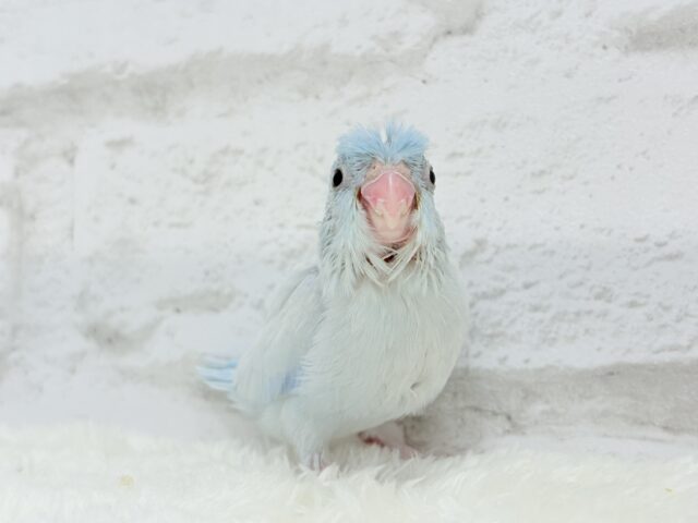 【最新画像更新🪄もうすぐひとり餌☆】アイスブルーの輝き🐣❄️マメルリハ(アメリカンホワイト) ヒナ 男の子 マメルリハ