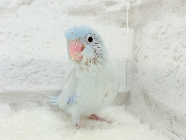 【最新画像更新🪄もうすぐひとり餌☆】アイスブルーの輝き🐣❄️マメルリハ(アメリカンホワイト) ヒナ 男の子 マメルリハ