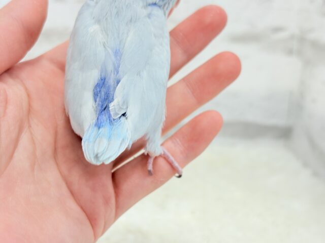 【最新画像更新🪄もうすぐひとり餌☆】アイスブルーの輝き🐣❄️マメルリハ(アメリカンホワイト) ヒナ 男の子 マメルリハ