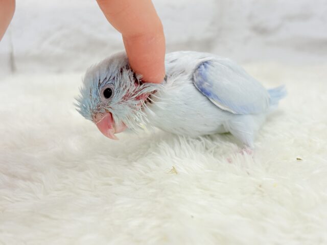 【最新画像更新🪄もうすぐひとり餌☆】アイスブルーの輝き🐣❄️マメルリハ(アメリカンホワイト) ヒナ 男の子 マメルリハ