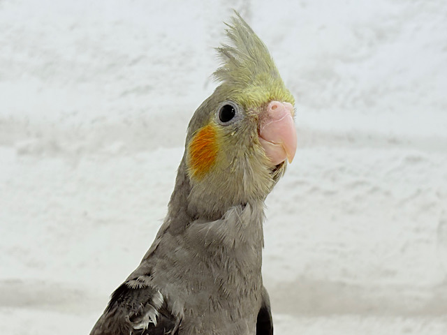 やっぱり定番色だよね‪☆オカメインコ(ノーマル) ヒナ