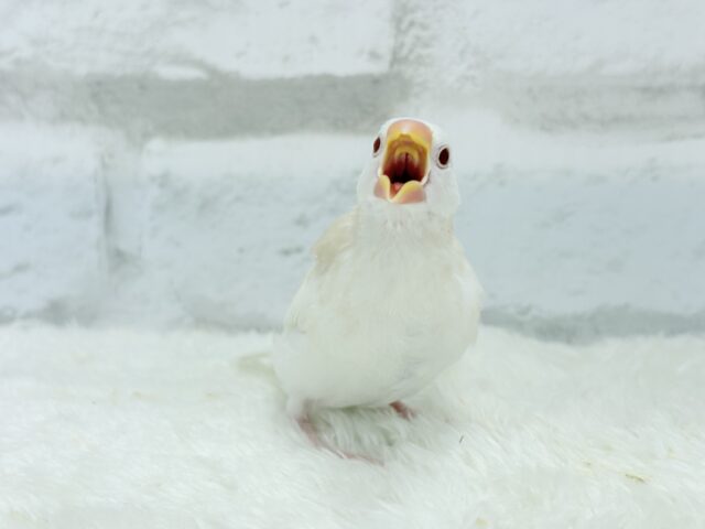アルビノ文鳥