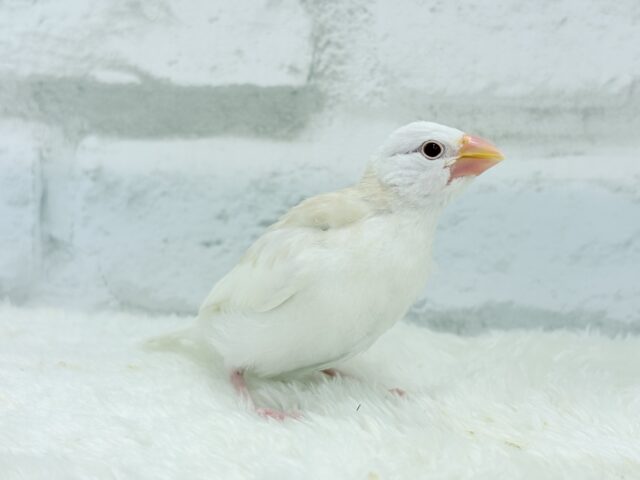 アルビノ文鳥