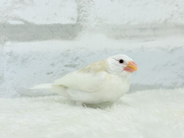 アルビノ文鳥