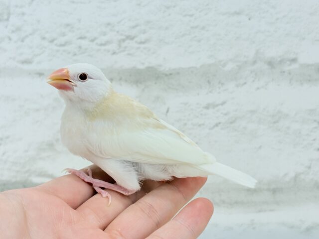 アルビノ文鳥