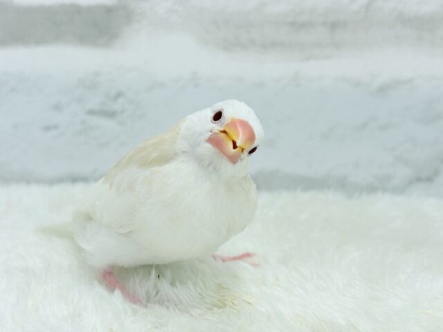 アルビノ文鳥