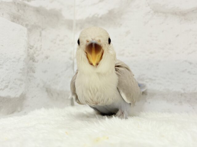 コザクラインコ（小桜インコ）